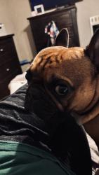 Lost Male Dog last seen Missouri st., West Memphis, AR 72301