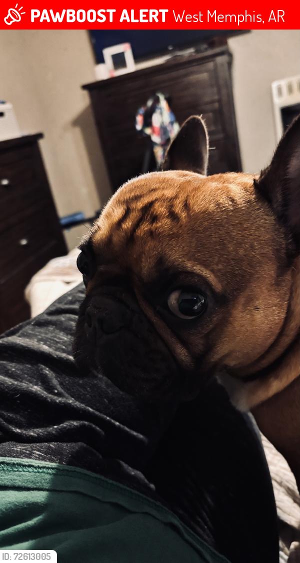 Lost Male Dog last seen Missouri st., West Memphis, AR 72301
