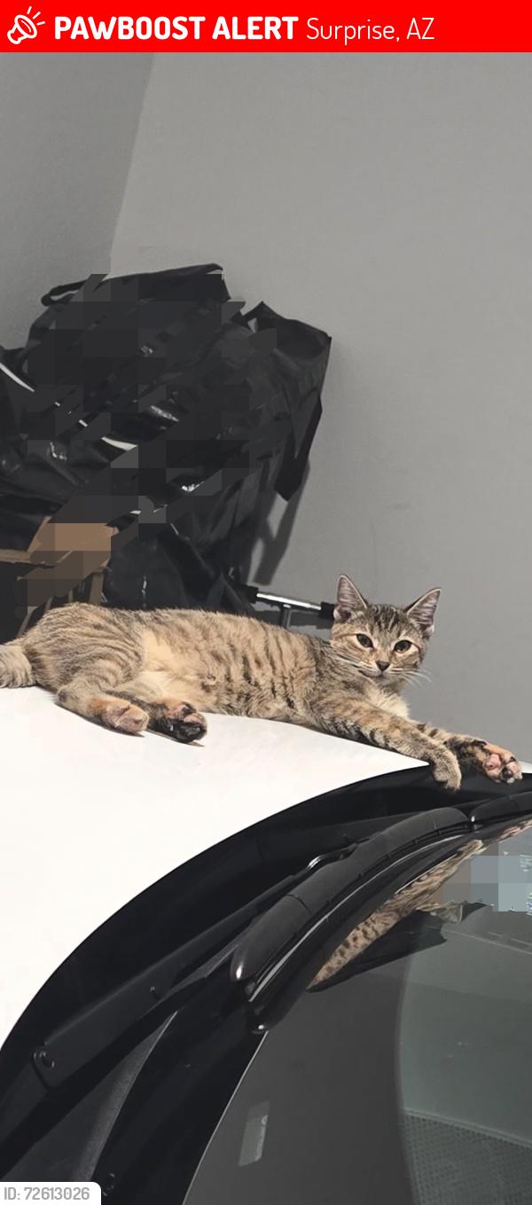 Lost Female Cat last seen Litchfield and Greenway, Surprise, AZ 85379