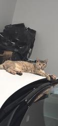 Lost Female Cat last seen Litchfield and Greenway, Surprise, AZ 85379