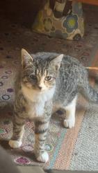 Lost Female Cat last seen Last seen  a week ago at night , Deep Gap, NC 28618