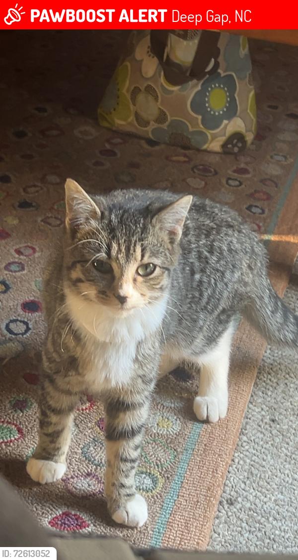 Lost Female Cat last seen Last seen  a week ago at night , Deep Gap, NC 28618