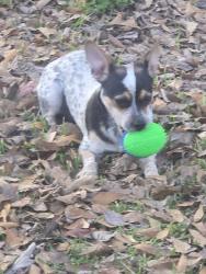 Lost Male Dog last seen Fieldspan, Scott, LA 70583