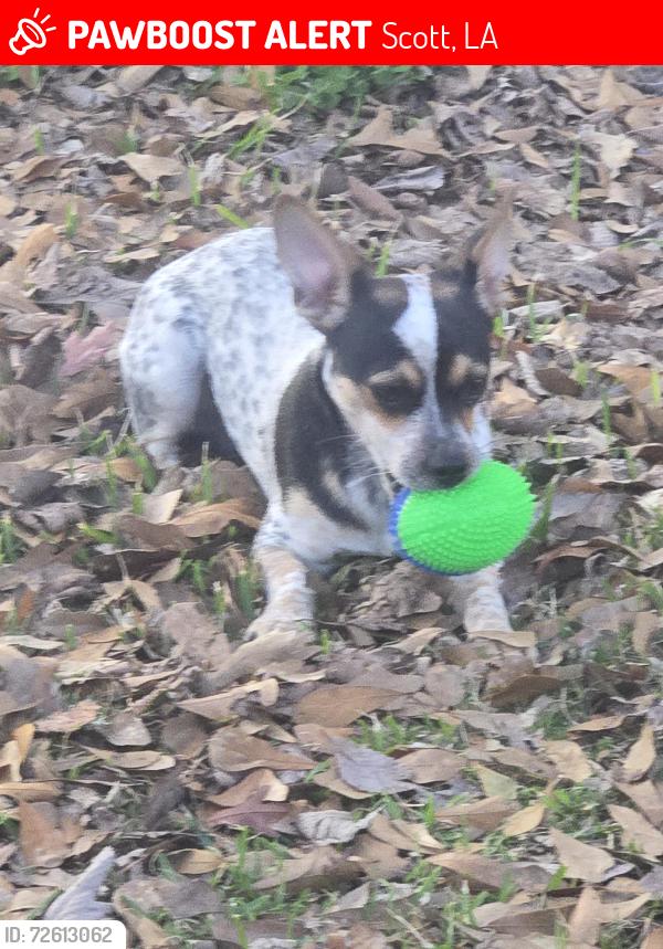 Lost Male Dog last seen Fieldspan, Scott, LA 70583