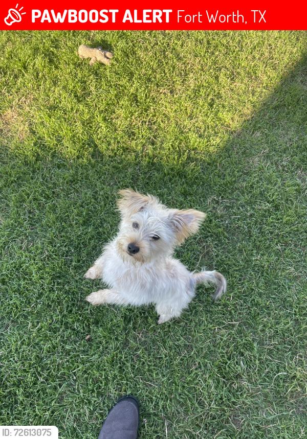 Lost Male Dog last seen Cantrell sansom road, Fort Worth, TX 76131