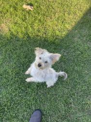 Lost Male Dog last seen Cantrell sansom road, Fort Worth, TX 76131