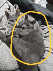 Lost Female Cat last seen Boulevard cleaners, blue hill ave, Boston, MA 02126