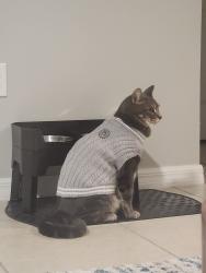 Lost Male Cat last seen Corner of the street, Palm Bay, FL 32909