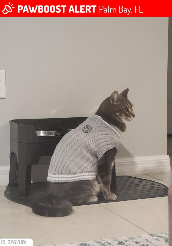 Lost Male Cat last seen Corner of the street, Palm Bay, FL 32909