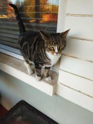Found/Stray Unknown Cat last seen ALLOWAY ST AND BALTIMMORE DR. KINGSWOOD MANOR , Orlando, FL 32804