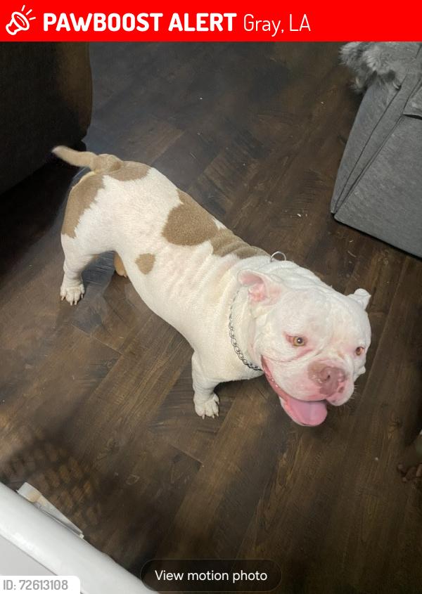 Lost Male Dog last seen Champion St, Gray, LA 70359