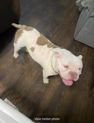 Lost Male Dog last seen Champion St, Gray, LA 70359