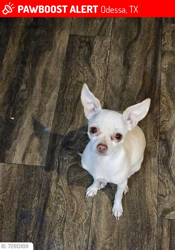Lost Female Dog last seen Hwy  385, Odessa, TX 79766