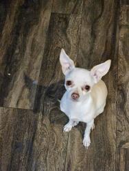 Lost Female Dog last seen Hwy  385, Odessa, TX 79766