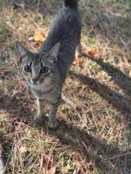 Lost Male Cat last seen Otranto Road a few hse past the okd lil cricket, now scotchman.., North Charleston, SC 29406