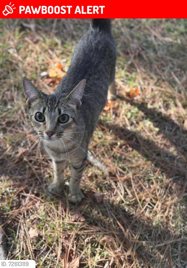 Lost Male Cat last seen Otranto Road a few hse past the okd lil cricket, now scotchman.., North Charleston, SC 29406