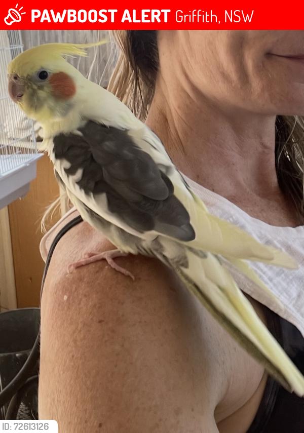 Lost Male Bird last seen Buckskin Road, Prescott, AZ 86301
