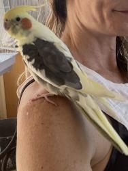 Lost Male Bird last seen Buckskin Road, Prescott, AZ 86301