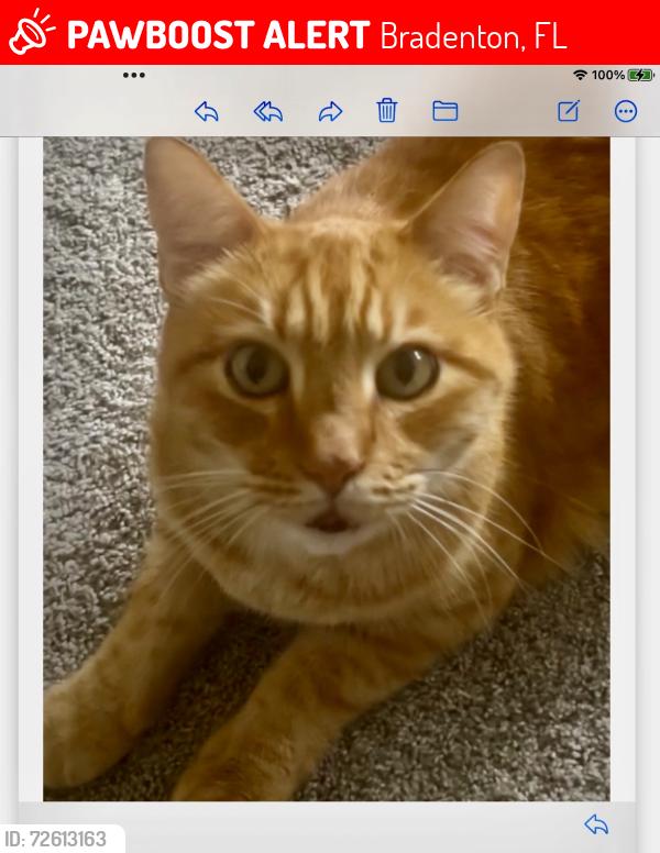 Lost Male Cat last seen 12th Ave W & Village Green Pky, Bradenton , Bradenton, FL 34209