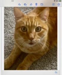 Lost Male Cat last seen 12th Ave W & Village Green Pky, Bradenton , Bradenton, FL 34209