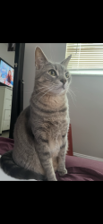 Lost Male Cat last seen Haverhill and Community , West Palm Beach, FL 33417