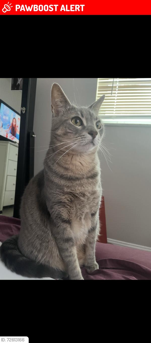 Lost Male Cat last seen Haverhill and Community , West Palm Beach, FL 33417