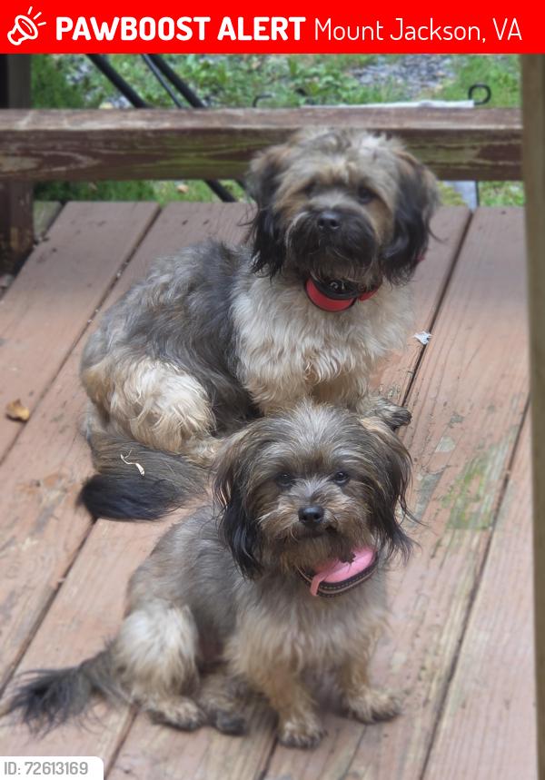 Lost Male Dog last seen Rolly Rd off Hepner rd, Mount Jackson, VA 22842