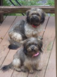 Lost Male Dog last seen Rolly Rd off Hepner rd, Mount Jackson, VA 22842
