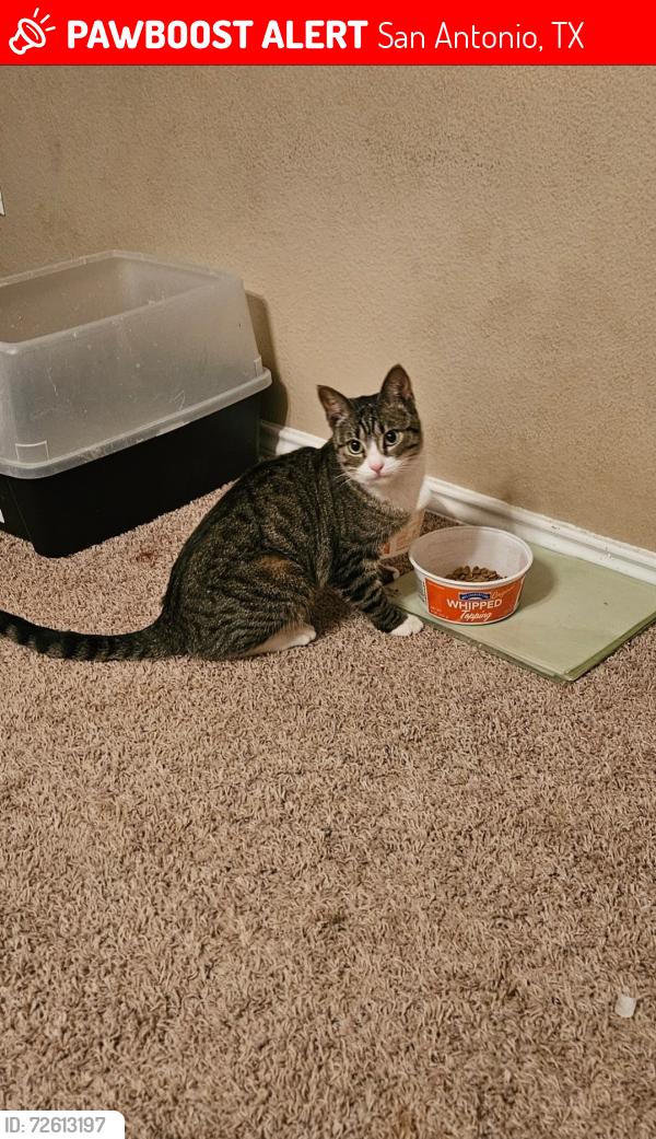 Lost Female Cat last seen Palomino Bend and Pony Spur, San Antonio, TX 78254