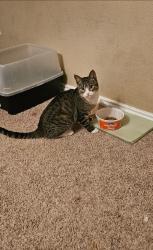 Lost Female Cat last seen Palomino Bend and Pony Spur, San Antonio, TX 78254