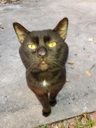 Lost Male Cat last seen Wolf trail, Casselberry, FL 32707