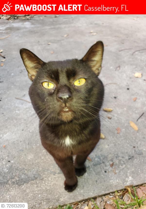 Lost Male Cat last seen Wolf trail, Casselberry, FL 32707