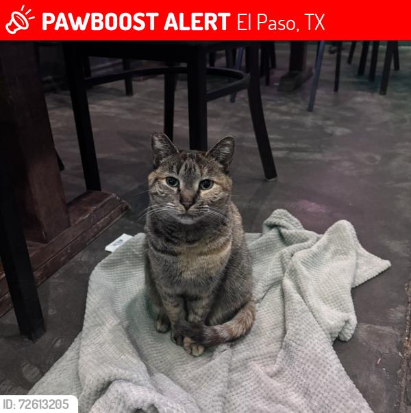 Lost Female Cat last seen Montwood and Saul Kleinfeld , El Paso, TX 79936