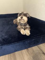 Lost Female Dog last seen Chenault st and denir street, Fort Worth, TX 76111