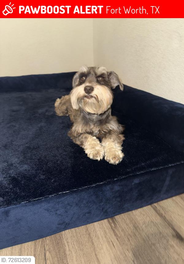 Lost Female Dog last seen Chenault st and denir street, Fort Worth, TX 76111