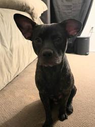 Lost Male Dog last seen Panama and  monitor, Bakersfield, CA 93307