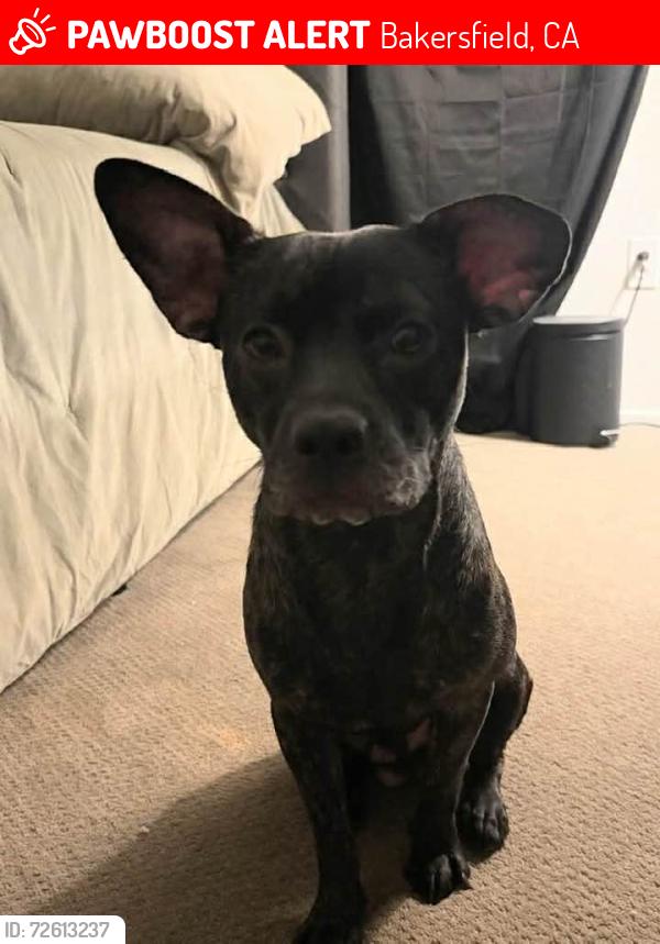 Lost Male Dog last seen Panama and  monitor, Bakersfield, CA 93307