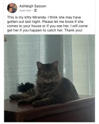 Lost Female Cat last seen Hartman and Peterson, Fort Pierce, FL 34947