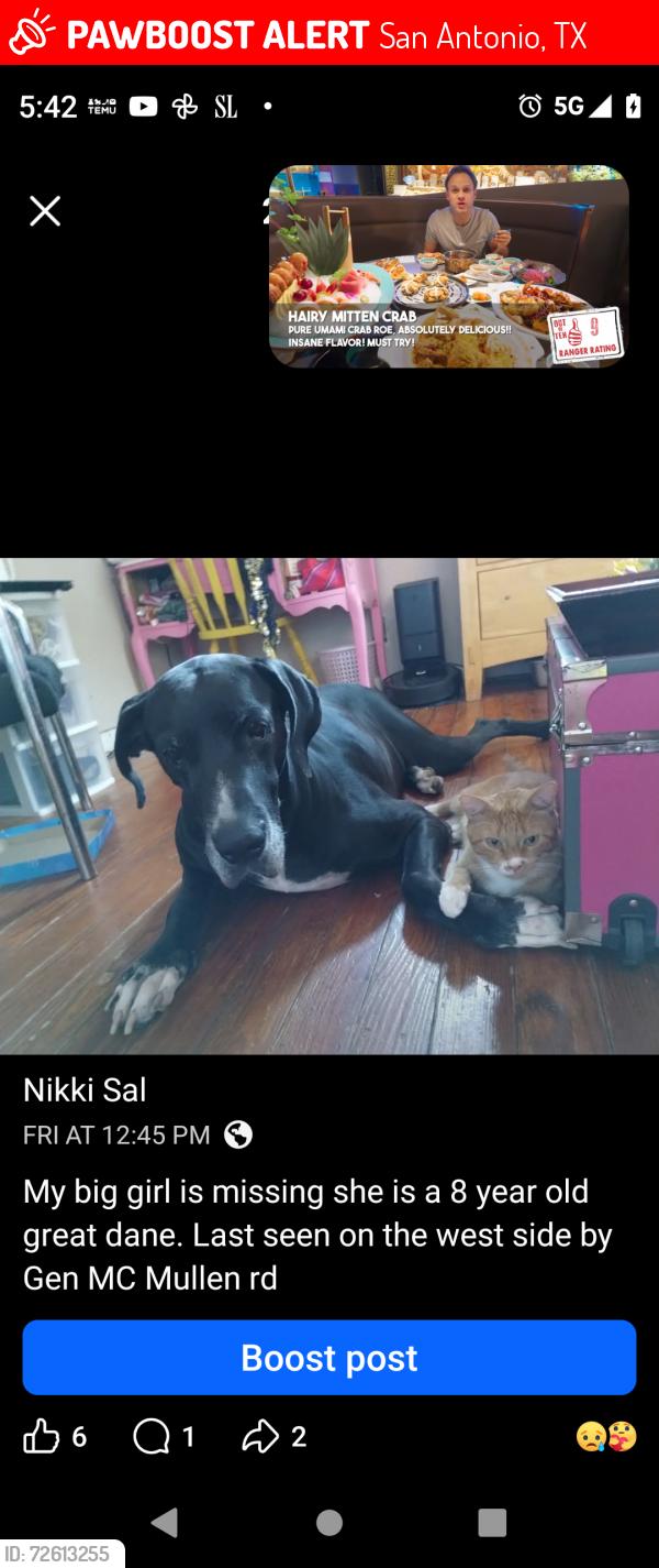 Lost Female Dog last seen Gen MC Mullen , San Antonio, TX 78237