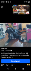 Lost Female Dog last seen Gen MC Mullen , San Antonio, TX 78237