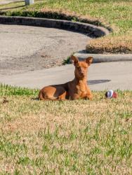 Found/Stray Female Dog last seen Meadowcreek village park, Houston, TX 77017