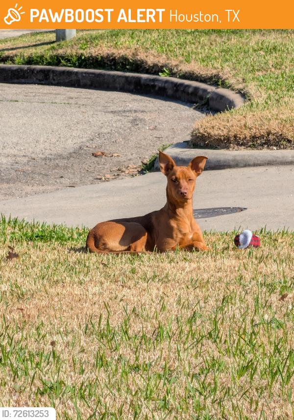 Found/Stray Female Dog last seen Meadowcreek village park, Houston, TX 77017