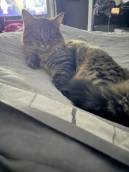 Lost Male Cat last seen Meridian dr, Bowling Green, KY 42101