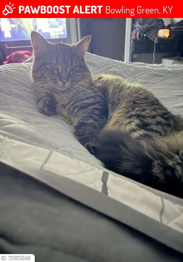 Lost Male Cat last seen Meridian dr, Bowling Green, KY 42101