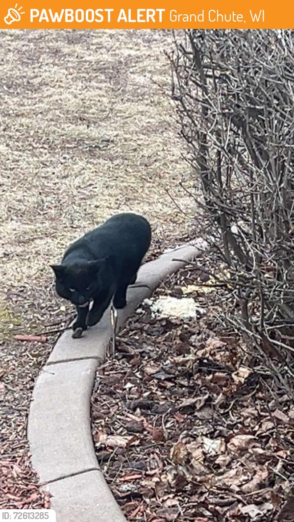 Found/Stray Unknown Cat last seen Inverness circle, Grand Chute, WI 54914