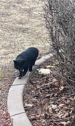 Found/Stray Unknown Cat last seen Inverness circle, Grand Chute, WI 54914