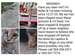 Lost Female Cat last seen W.B Expressway & 8th st., Westwego, LA 70094
