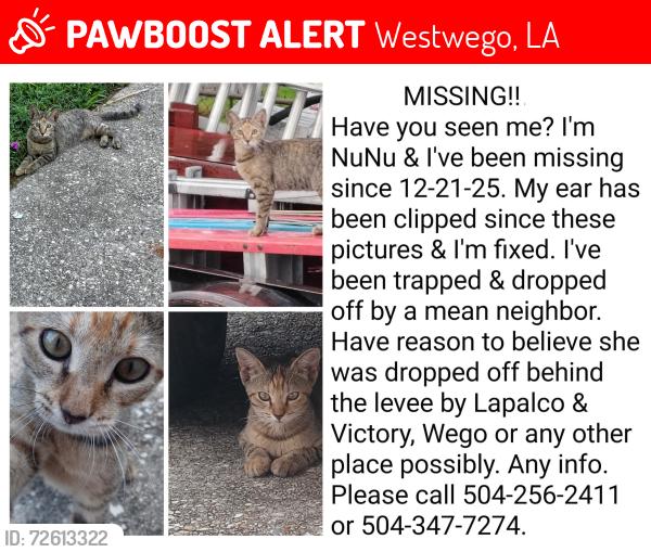 Lost Female Cat last seen W.B Expressway & 8th st., Westwego, LA 70094