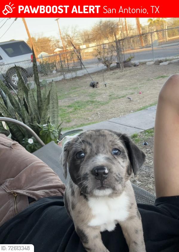 Lost Male Dog last seen linden ave 78211, San Antonio, TX 78211