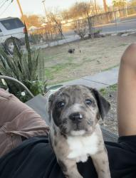 Lost Male Dog last seen linden ave 78211, San Antonio, TX 78211